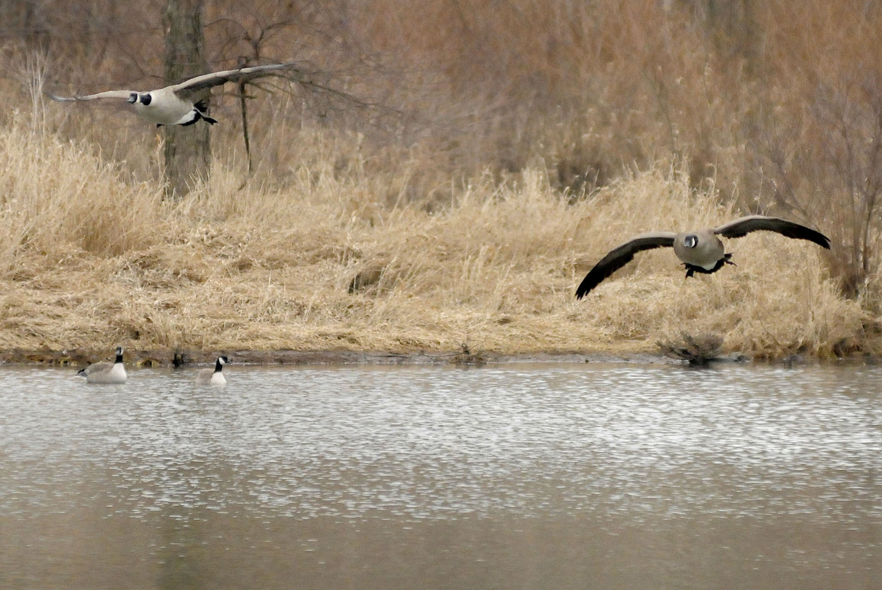 Killbuck Wetlands
